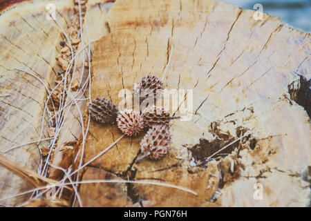 Sécher les graines tombées de Casuarina equisetifolia (ironwood commun) des fruits sur fond d'arbre coupé. La déforestation et la reforestation concept. Banque D'Images