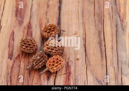 Sécher les graines tombées de Casuarina equisetifolia (ironwood commun) des fruits sur fond d'arbre coupé. La déforestation et la reforestation concept. Banque D'Images