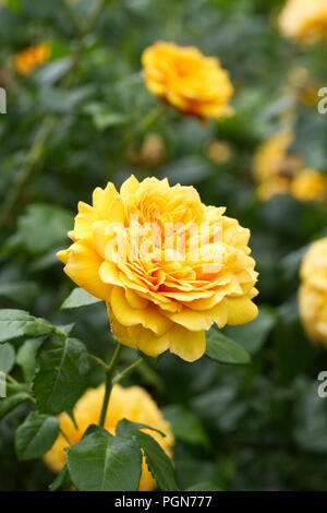 Rosa Leah Tutu 'Hornavel' fleurs. Banque D'Images