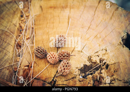 Sécher les graines tombées de Casuarina equisetifolia (ironwood commun) des fruits sur fond d'arbre coupé. La déforestation et la reforestation concept. Banque D'Images