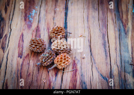 Sécher les graines tombées de Casuarina equisetifolia (ironwood commun) des fruits sur fond d'arbre coupé. La déforestation et la reforestation concept. Banque D'Images