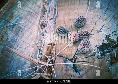 Sécher les graines tombées de Casuarina equisetifolia (ironwood commun) des fruits sur fond d'arbre coupé. La déforestation et la reforestation concept. Banque D'Images