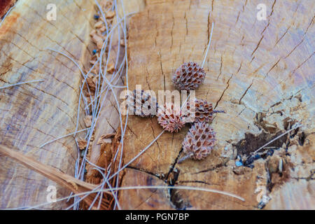 Sécher les graines tombées de Casuarina equisetifolia (ironwood commun) des fruits sur fond d'arbre coupé. La déforestation et la reforestation concept. Banque D'Images