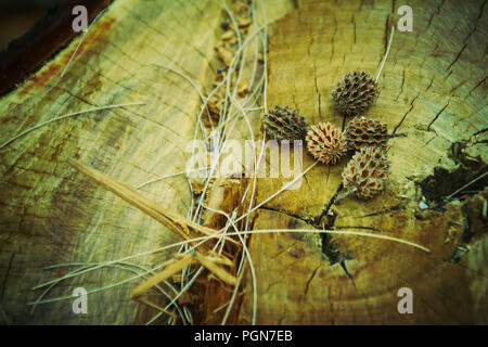 Sécher les graines tombées de Casuarina equisetifolia (ironwood commun) des fruits sur fond d'arbre coupé. La déforestation et la reforestation concept. Banque D'Images