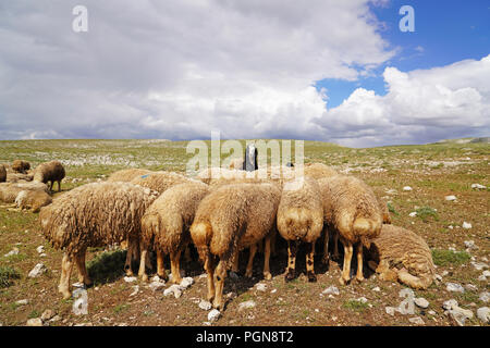 Grand nombre de moutons sont en appui sur la prairie et une chèvre noire qui est parmi eux à la recherche de l'appareil photo, selective focus Banque D'Images