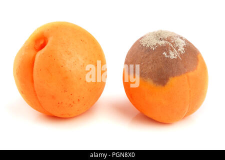 Rotten et bonne apricot isolé sur fond blanc libre Banque D'Images