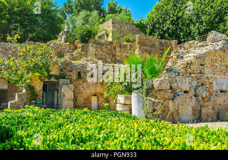 La verdure juteuse en face de villa romaine antique de Carthage en Tunisie, site archéologique. Banque D'Images