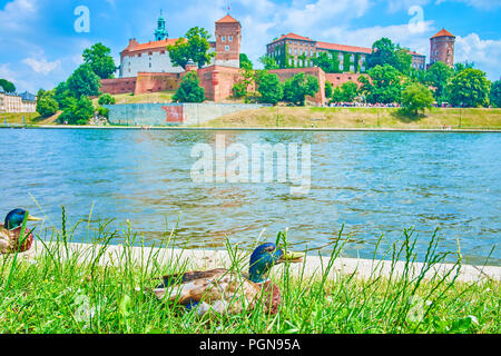 La famille de canards sauvages s'asseoir sur la rive de la rivière Vistule parmi l'herbe, Cracovie, Pologne Banque D'Images