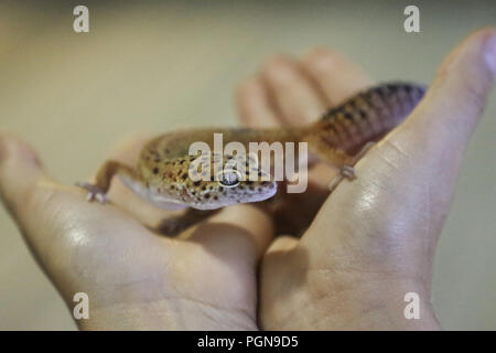 Gecko léopard assis sur une main humaine Banque D'Images