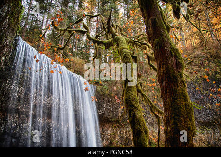 Lower South Falls à l'automne, Silver Falls State Park, New York Banque D'Images