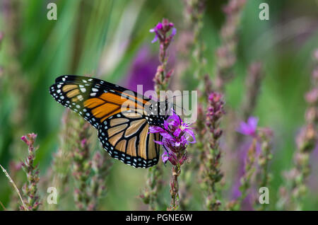 Papillon monarque sur la Salicaire fleurs sauvages Banque D'Images