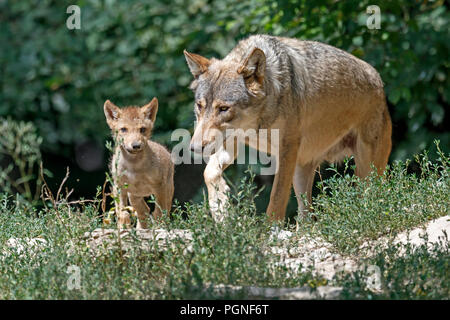 L'Algonquin wolf (Canis lupus lycaon), mère avec chiot, captive, Allemagne Banque D'Images