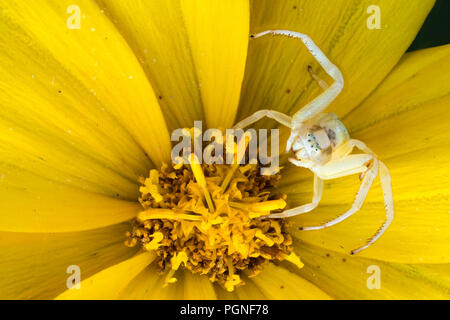 Houghton (Misumena vatia araignée crabe), en position sur la chasse (Tickseed Coreopsis), Hesse, Allemagne Banque D'Images