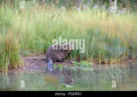 Castor (Castor fiber), assis sur la rive, Almtal, Haute Autriche, Autriche Banque D'Images