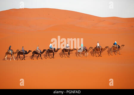 Des dromadaires (Camelus dromedarius), caravane dans le désert, Erg Chebbi, Drâa-Tafilalet province, Maroc Banque D'Images