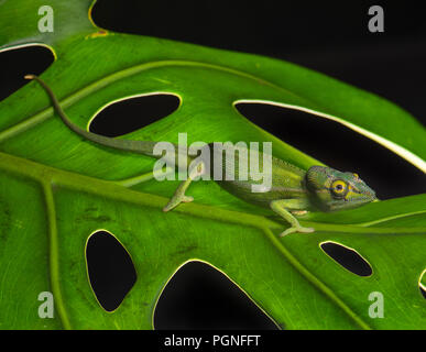 Caméléon Calumma (Périnet gastrotaenia), homme sur feuille verte, l'Est de Madagascar, forêt tropicale Anjozorobe, Madagascar Banque D'Images