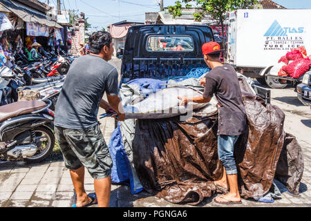 Bali, Indonésie - 30 mai 2017 : Les hommes de thon chargement sur le camion. Beaucoup de thon sont débarqués à Jimbaran. Banque D'Images