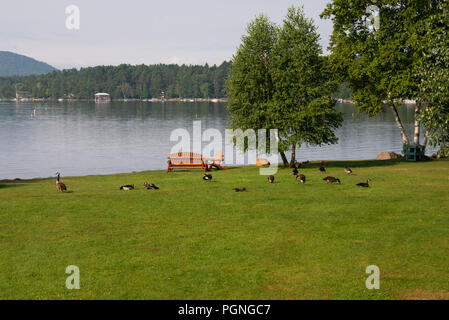 Un petit troupeau de bernaches du Canada, Branta canadensis, de repos et d'alimentation sur la pelouse sur Point d'Osborne en spéculateur, NY USA avec une agréable vue sur le lac Banque D'Images