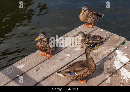 Canards assis sur le quai à Camden, Maine Banque D'Images