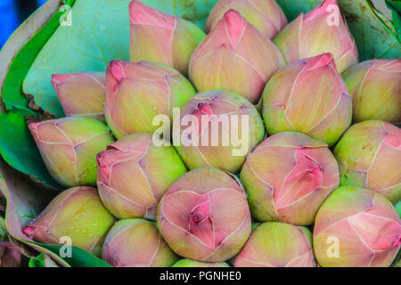 Bouquets de Rose lotus sacré (Nelumbo nucifera Gaertn) d'attente pour la vente au marché aux fleurs, Bangkok, Thaïlande. Banque D'Images