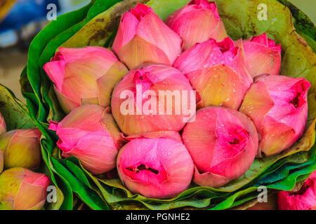 Bouquets de Rose lotus sacré (Nelumbo nucifera Gaertn) d'attente pour la vente au marché aux fleurs, Bangkok, Thaïlande. Banque D'Images