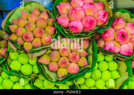 Bouquets de Rose lotus sacré (Nelumbo nucifera Gaertn) d'attente pour la vente au marché aux fleurs, Bangkok, Thaïlande. Banque D'Images