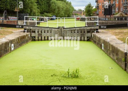 L'eau dans le canal Selby, North Yorkshire, UK est couvert d'algues vertes, l'asphyxie de la faune et de causer des problèmes aux propriétaires de cirrus. Banque D'Images