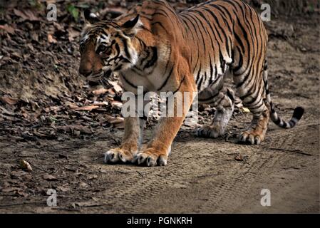 Tigre du Bengale Indien Royal / tigre de l'Inde Banque D'Images