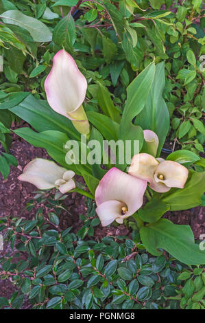 Calla Lillies Coral Passion. Zantedeschia aethiopica sur fond de feuilles vertes. Banque D'Images