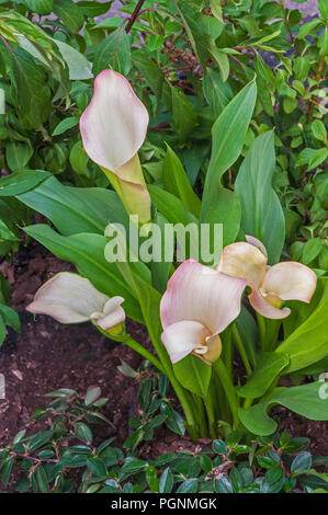 Calla Lillies Coral Passion. Zantedeschia aethiopica sur fond de feuilles vertes. Banque D'Images