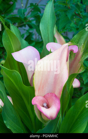 Calla Lillies Coral Passion. Zantedeschia aethiopica sur fond de feuilles vertes. Banque D'Images