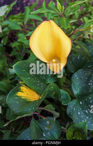 Festival Zantedeschia aethiopica zantedeschia complètement ouvert et fixé à l'arrière-plan de feuilles. Lily feuilles sont vert tacheté de jaune et d'un marquage. Banque D'Images