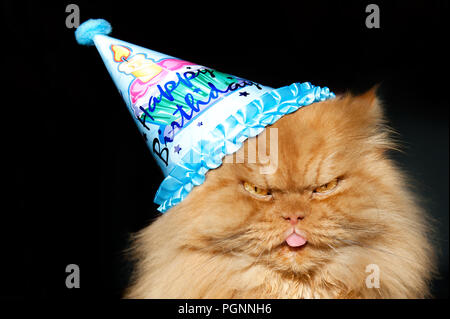 Chat persan Orange wearing Birthday party hat,Istanbul Banque D'Images