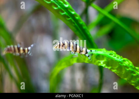 Botia avec vert, fond de l'aquarium. Dof peu profondes.Le clown (Chromobotia macracanthus), ou tiger botia, est un poisson d'eau douce tropicale appartenant Banque D'Images