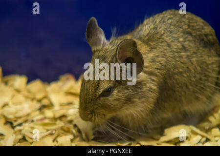 Degu close up, peu profonde.dof La degu - dégus Octodon est un caviomorph - petit rongeur endémique à l'écorégion de matorral chilien le Chili central. Banque D'Images