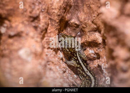 L'ocelot gecko close-up, les 6.Il est parfois connu sous le nom de Madagascar, terre malgache, pictus gecko à queue grasse, ou gecko panthère. Banque D'Images