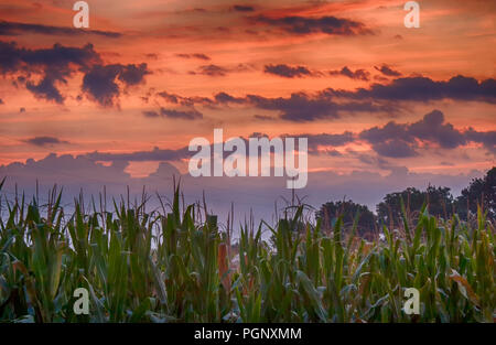 Paysages à l'aube au coucher du Soleil, nuages et ciel magnifique. Le maïs, maïs sur le terrain avec ciel Orange, Sunrise. Banque D'Images