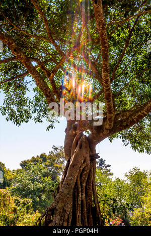 Énergie de lumière dans un arbre lumineux provenant d'une terre sacrée spirituelle bouddhiste du roi de Thaïlande. Banque D'Images