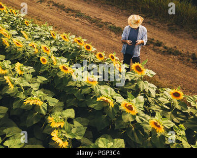 À l'aide d'agronome agriculteur drone pour examiner la floraison des cultures de tournesol dans le champ d'en haut, l'utilisation de la technologie moderne dans l'agriculture et la production alimentaire i Banque D'Images