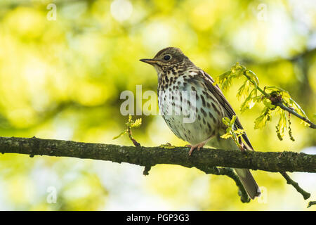 Libre d'une grive musicienne Turdus philomelos le chant des oiseaux dans un arbre pendant la saison de printemps. Banque D'Images