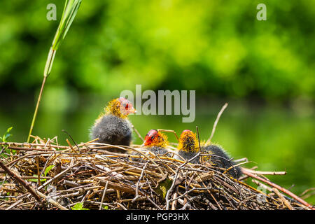 Libre d'un nid de foulque macroule, Fulica atra, poussins d'un jour ensoleillé et coloré au printemps être nourris par un parent. Point de vue basse Banque D'Images