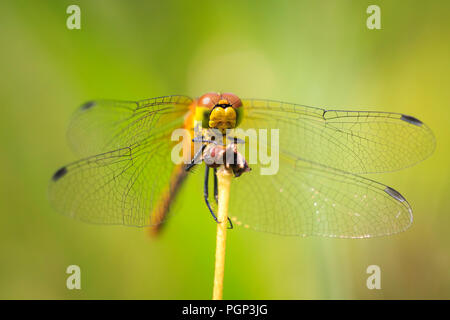 Close-up of a ruddy darter (Sympetrum sanguineum) accroché sur la végétation. Le repos dans la lumière du soleil dans un pré. Banque D'Images
