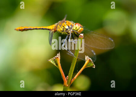 Close-up of a female ruddy darter (Sympetrum sanguineum) accroché sur la végétation. Le repos dans la lumière du soleil dans une forêt. Banque D'Images