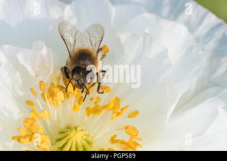 Les abeilles en fleur de pavot Banque D'Images