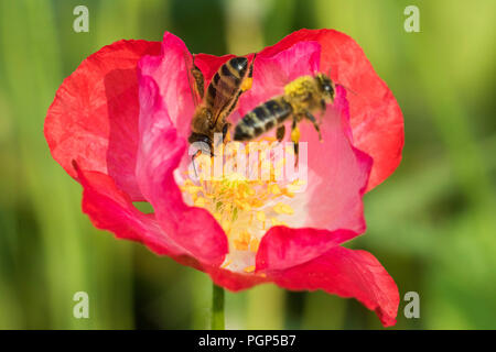 Les abeilles en fleur de pavot Banque D'Images