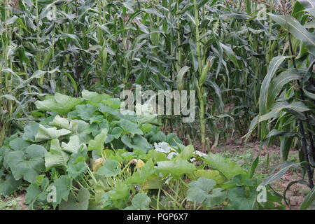 Champ de maïs vert fin d'été. Banque D'Images