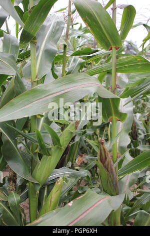 Champ de maïs vert fin d'été. Banque D'Images