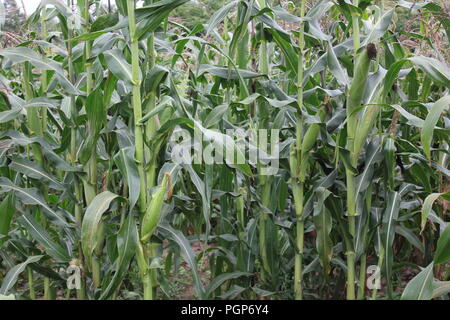 Champ de maïs vert fin d'été. Banque D'Images
