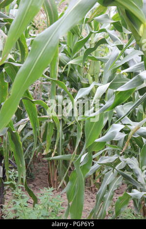 Champ de maïs vert fin d'été. Banque D'Images