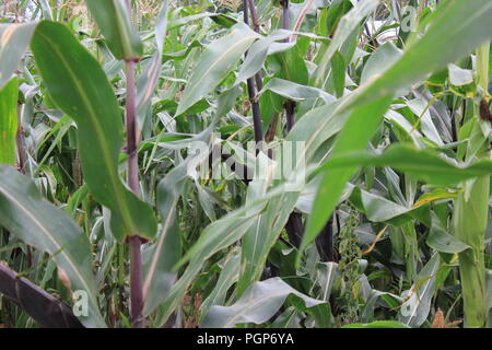 Champ de maïs vert fin d'été. Banque D'Images